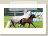 Fohlenreservesieger der Freizeitponys und Fohlensieger Welsh A, Obb. Ponytag, am Urthalerhof